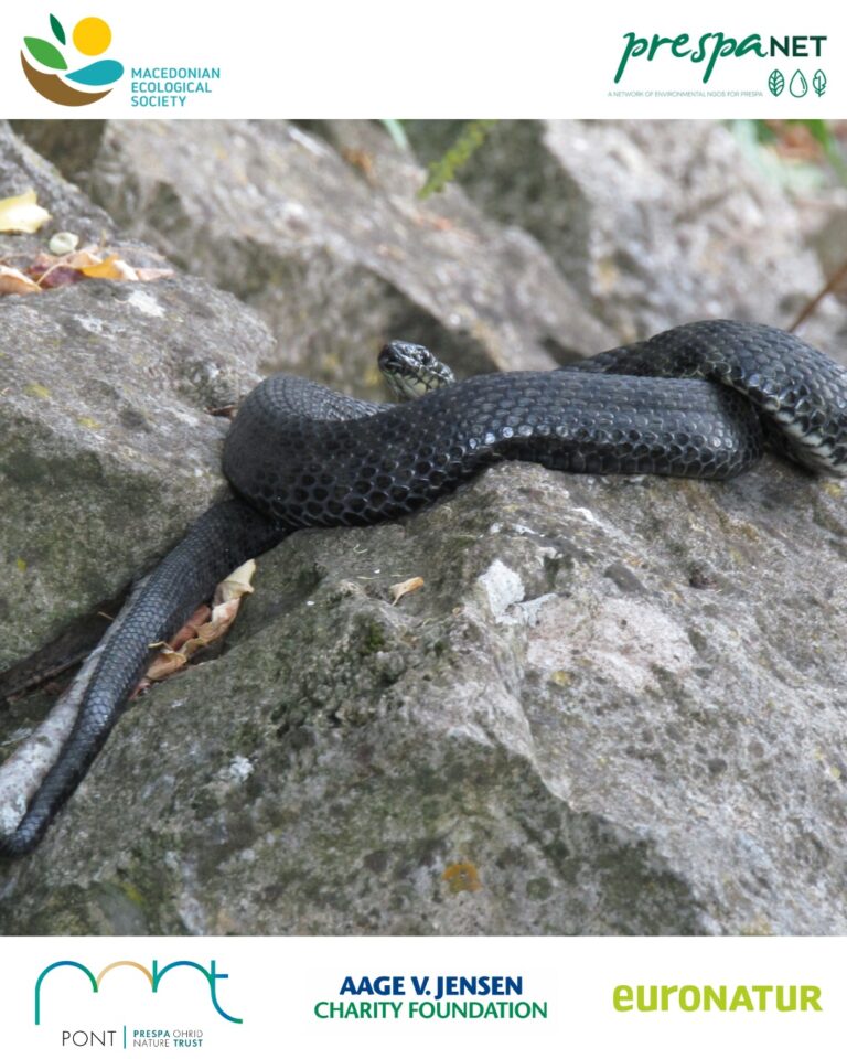 Мониторинг на змии на островот Голем Град