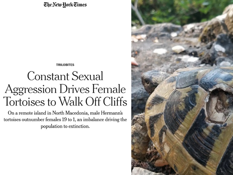 From Prespa to the New York Times: The tortoises of Golem Grad continue to attract the attention of the world public!