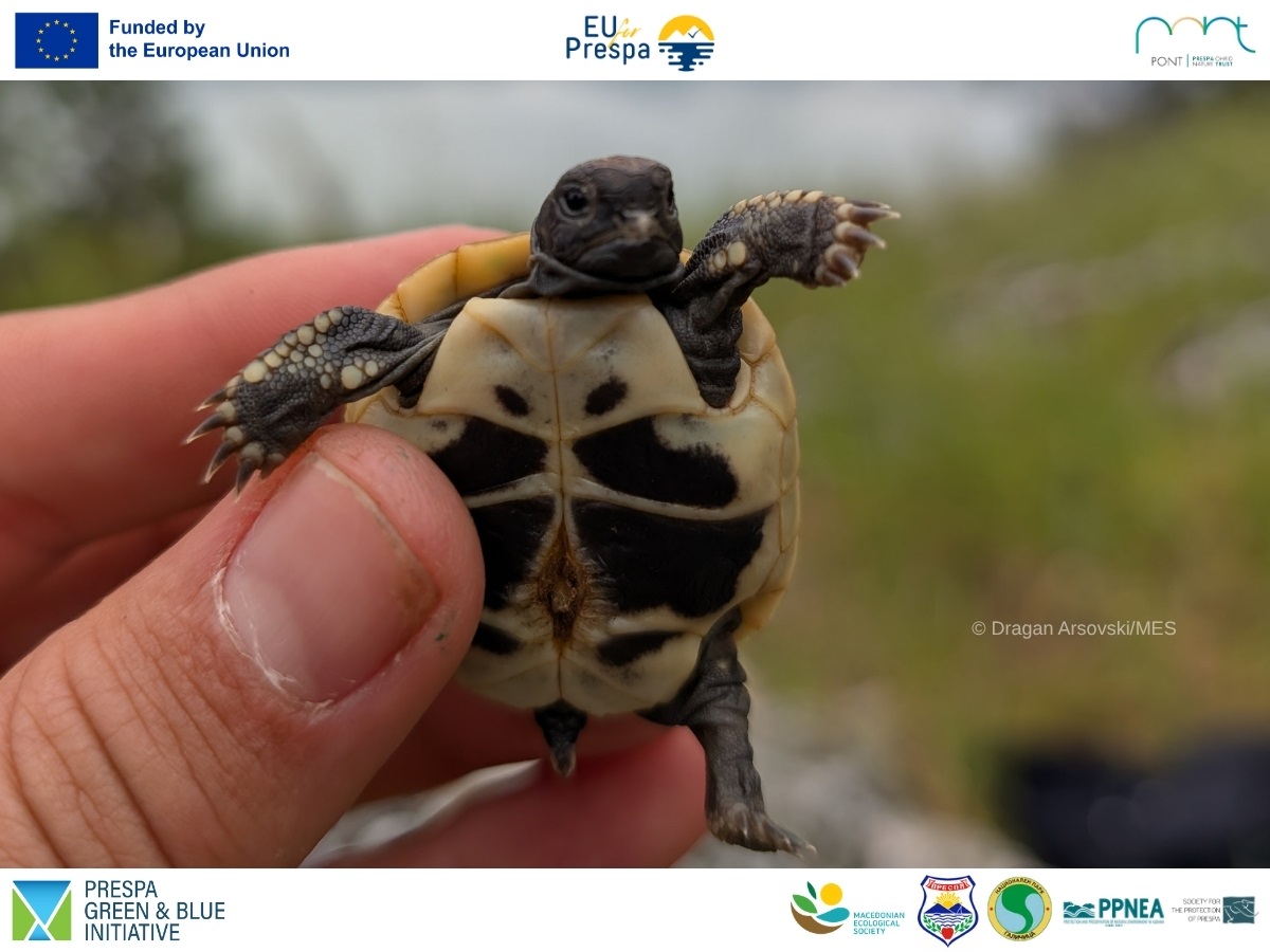 Field Research on Wildlife in Prespa Is in Full Swing
