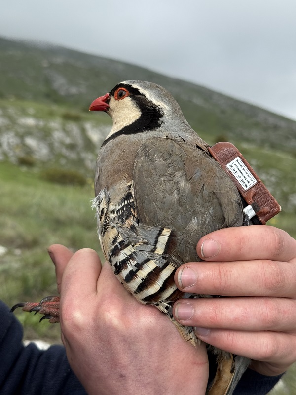 Еребицата Александар од Галичица доби ГПС предавател