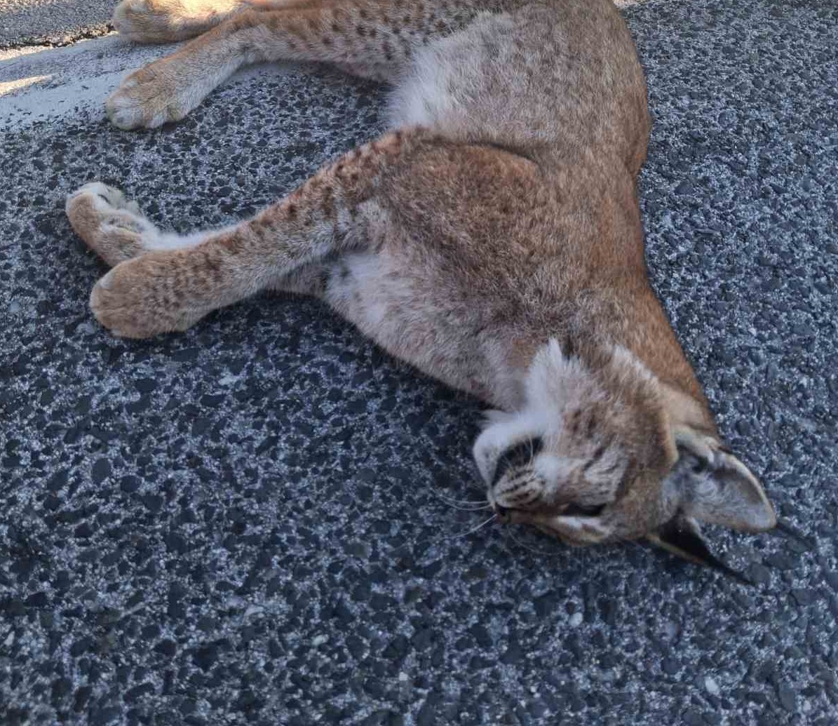 Dead Lynx on the Resen–Ohrid Road