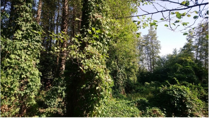 Рипариски појаси