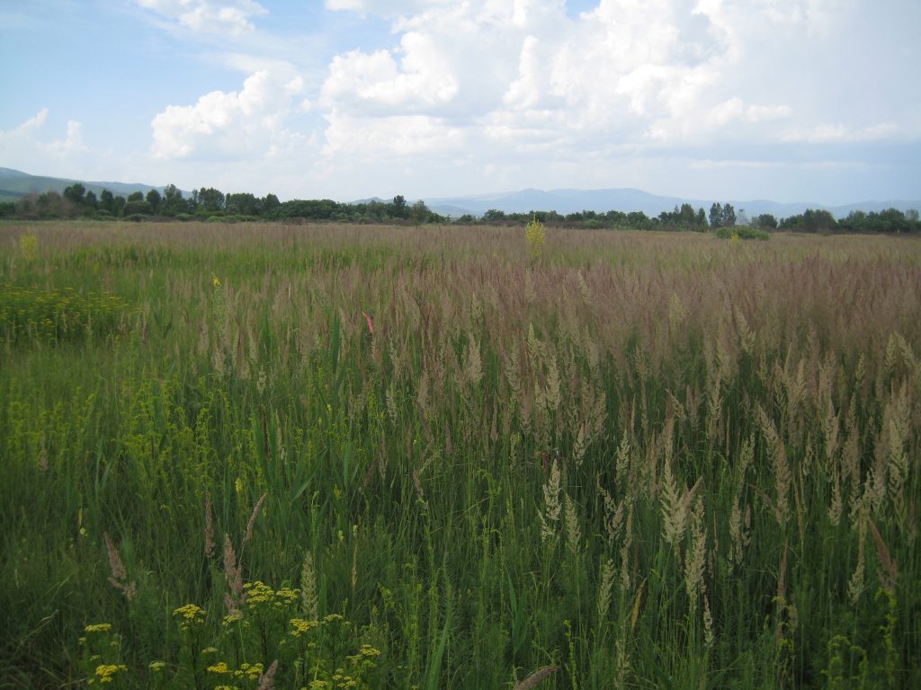 Влажни ливади