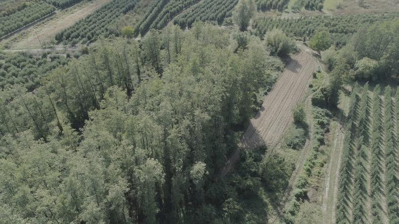 Pilot alder restoration