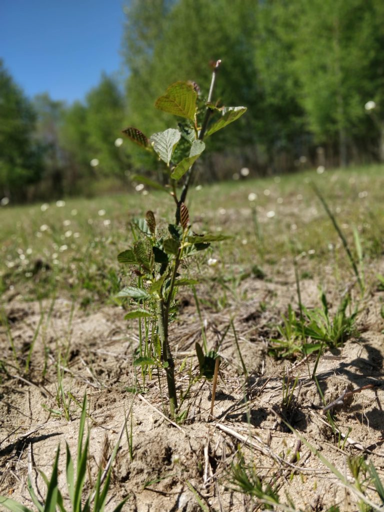 Нови евлови шуми за Езерани