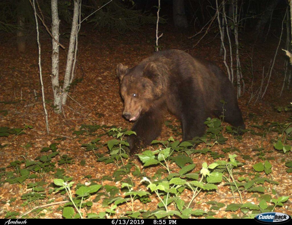 Крупни цицачи