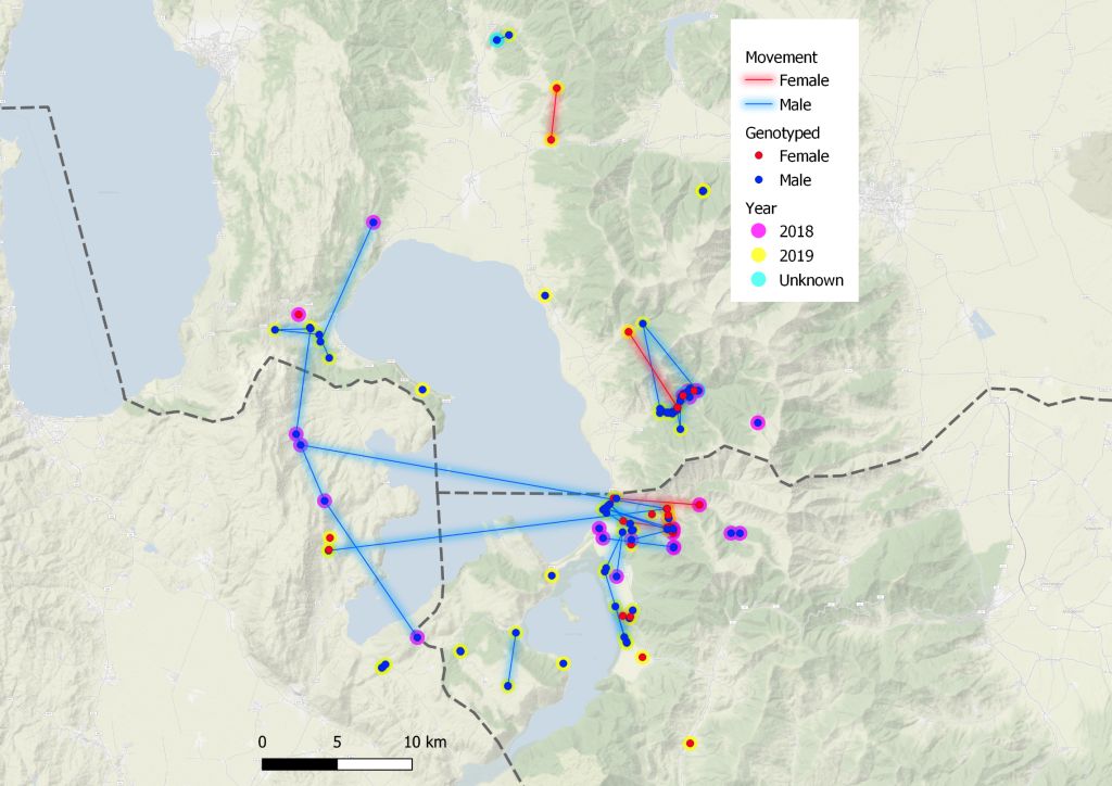 Мечките во Преспа не познаваат граници