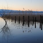 Влажни живеалишта