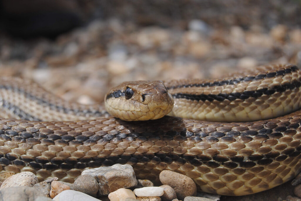 Змиите се важна алка во кревкиот баланс на животната средина: Граѓаните треба да бидат смирени и да избегнуваат директен контакт