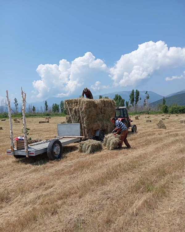 Со предавање на сеното завршија овогодишните активности за косење на влажните ливади во Преспа