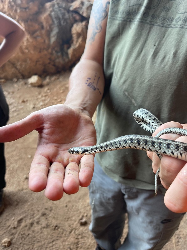 Светски ден на змиите 2025 - Мониторинг на змии-рибарки на Мал Град