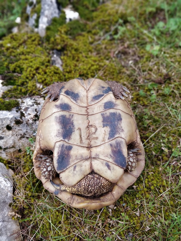 Enigmatic Markings on the Oldest Tortoises of Golem Grad
